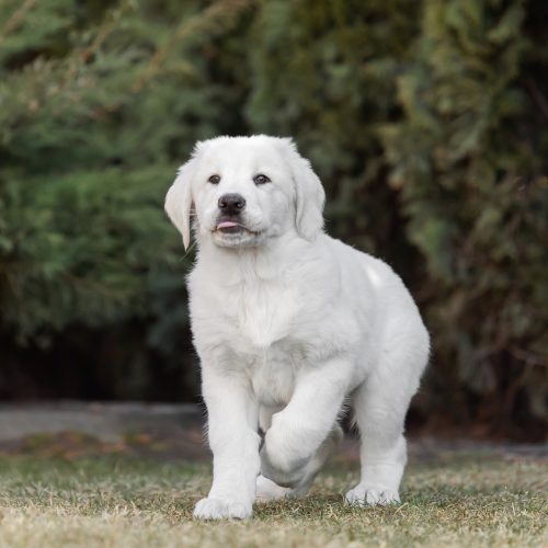 Central Asian Shepherd Dog puppy. White puppy. Dog litter. Kennel. Gigant dog breed puppy Central Asian Shepherd Dog puppy. White puppy. Dog litter. Kennel. Gigant dog breed puppy