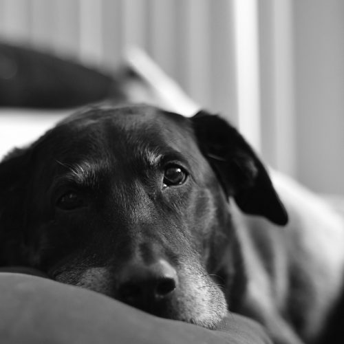 Labrador dog looking sad in black and white Labrador dog looking sad in black and white