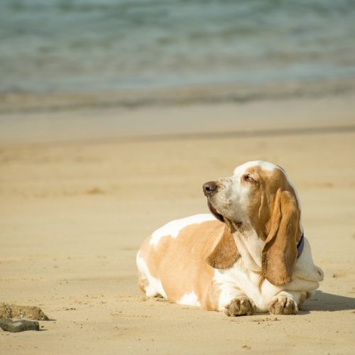 lifes a beach lifes a beach